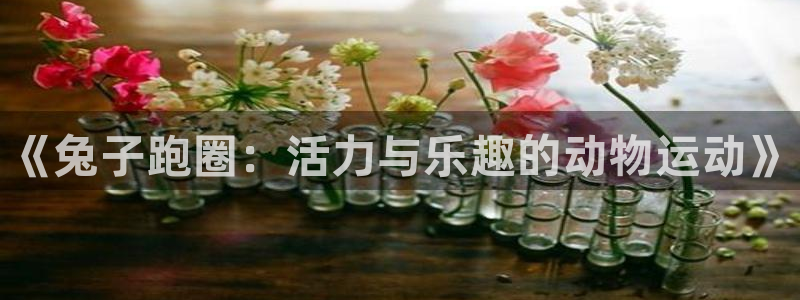 MK体育官网下载招商电话地址查询：《兔子跑圈：活力与