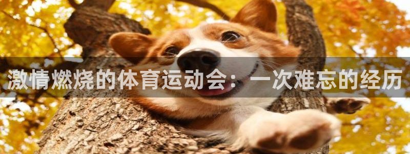 MK体育官方正版app代理：激情燃烧的体育运动会：一次难忘的